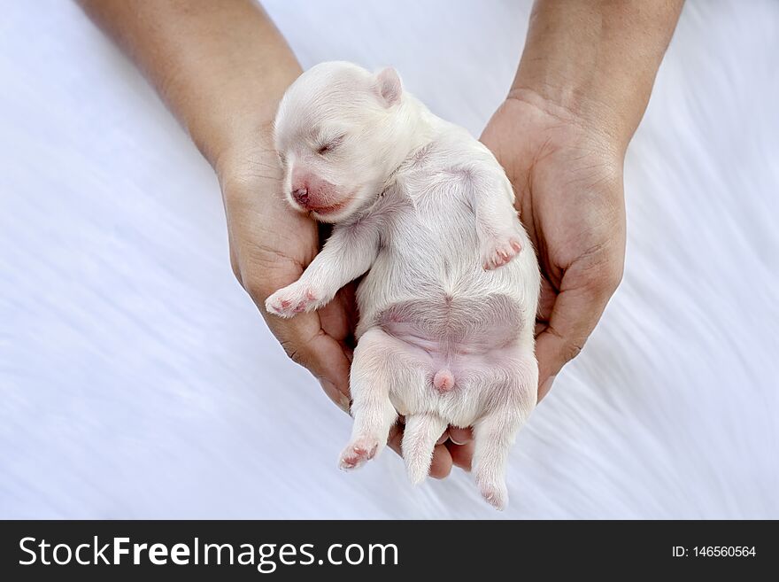 Close-up of a Newborn maltese puppy. maltese dog. Beautiful dog color white. Puppy on Furry white carpets. dog on hand. Hound on