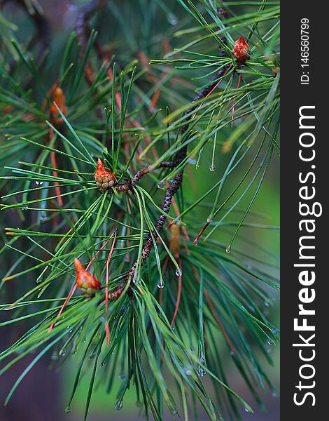 Morning dew on a pine branch with a young cone