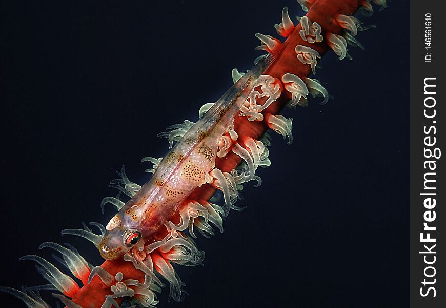 Closeup And Macro Shot Of Whip Coral Goby During Leisure Dive In Sabah, Borneo.