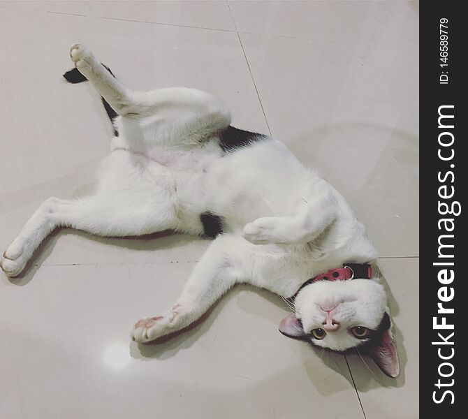 When the cat feels comfortable and safe, he will lie on his back without being careful. When the cat feels comfortable and safe, he will lie on his back without being careful.