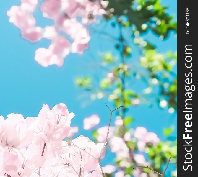 Pastel Pink Blooming Flowers And Blue Sky In A Dream Garden, Floral Background