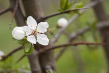 Spring Time Royalty Free Stock Photo Spring Time Royalty Free Stock Photo