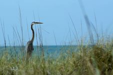 Great Blue Heron At Ocean Stock Image