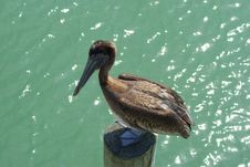 Pelican Standing On Piling Stock Photos Pelican Standing On Piling Stock Photos