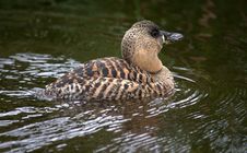 White-backed Duck Royalty Free Stock Photo
