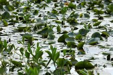 Water Lily Pads In A Pond Stock Photography Water Lily Pads In A Pond Stock Photography