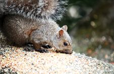 Closeup Of A Squirrel Eating Seeds Royalty Free Stock Photo