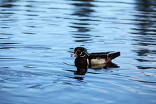 Wood Duck Royalty Free Stock Photo