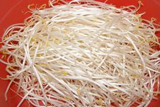 Bean Sprouts Royalty Free Stock Images Bean Sprouts Royalty Free Stock Images