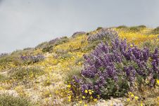 California Wildflowers In Bloom Royalty Free Stock Images California Wildflowers In Bloom Royalty Free Stock Images