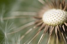 Common Dandelion - Taraxacum Stock Images Common Dandelion - Taraxacum Stock Images