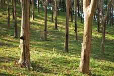 Rubber Tree Royalty Free Stock Photo Rubber Tree Royalty Free Stock Photo