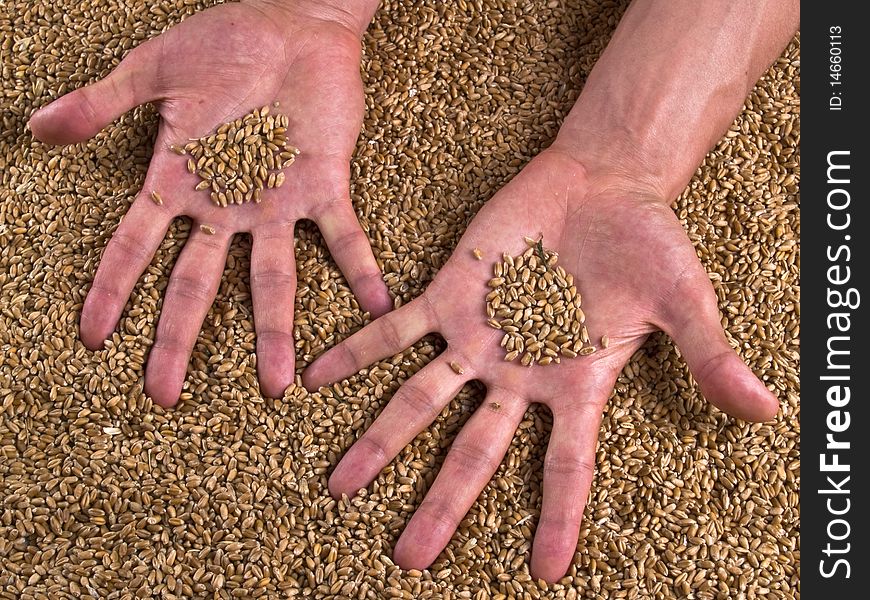 Strong coarse shape Man hands, showing with open palms, grain of wheat in the bagging. Strong coarse shape Man hands, showing with open palms, grain of wheat in the bagging