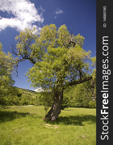 Tree on mountain valley in romania on summer day