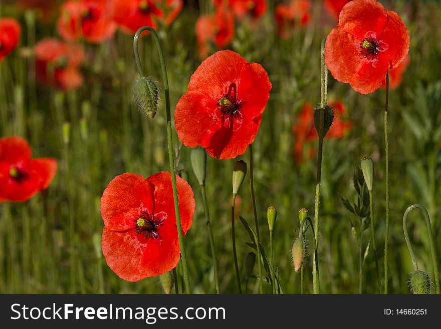 Red poppy flowers to touch