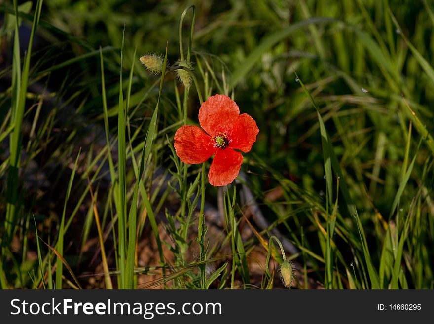 Red poppy flowers to touch