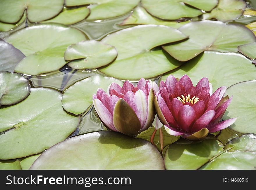 This image shows a pond with two lotus flowers