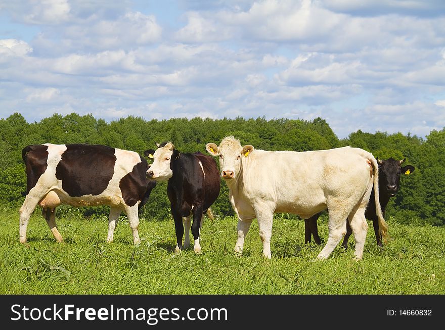 Cows In The Meadow
