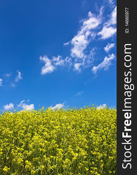 Idillyc photo of a yellow meadow with blue sky. Idillyc photo of a yellow meadow with blue sky