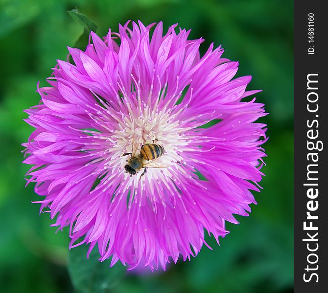 Bee on big violet flower. Composition of nature. Bee on big violet flower. Composition of nature.