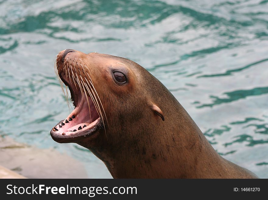 A sea lion barks in the pool. A sea lion barks in the pool.