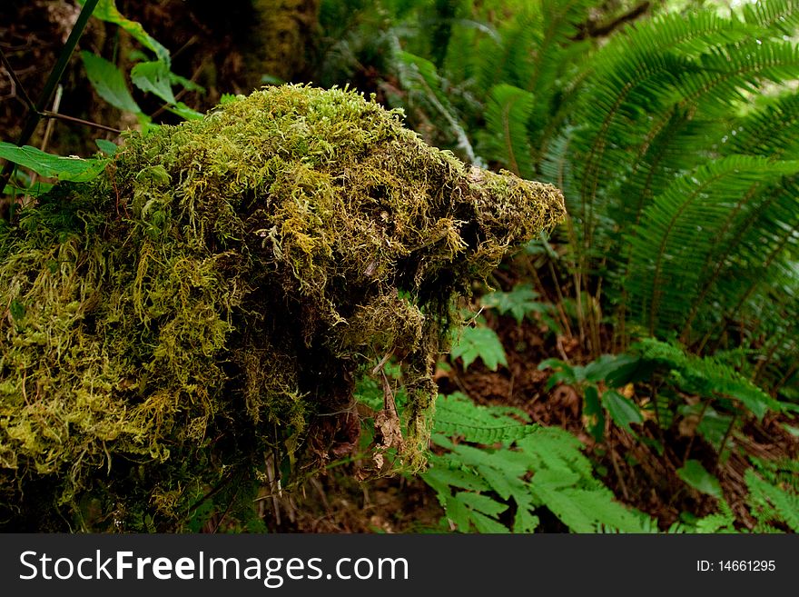Moss covered tree trunks in the wilderness