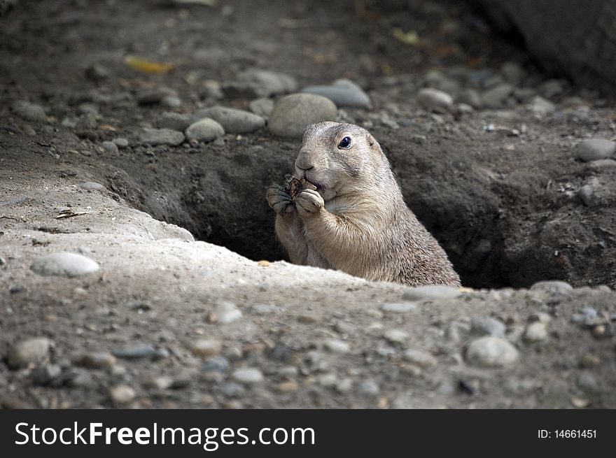 Prairie dog holding food in hole