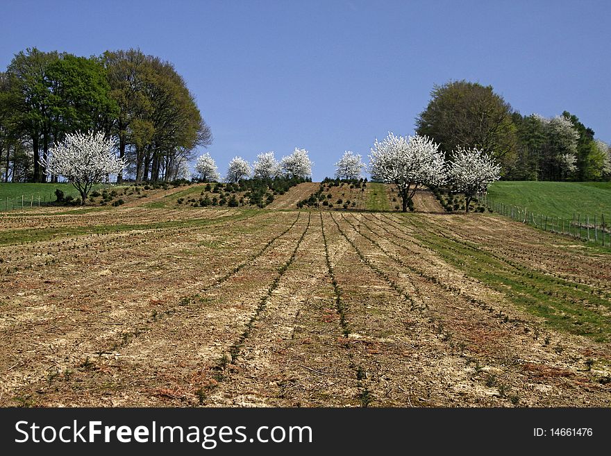 Cherry trees in spring, Hagen, Lower Saxony, Germany, Europe. Cherry trees in spring, Hagen, Lower Saxony, Germany, Europe