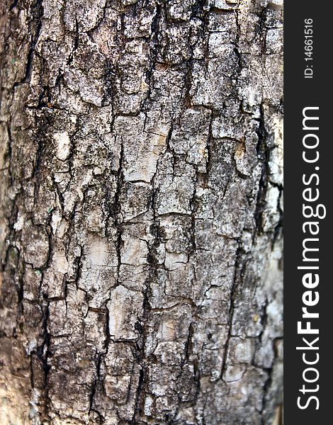 Background is texture of bark tree