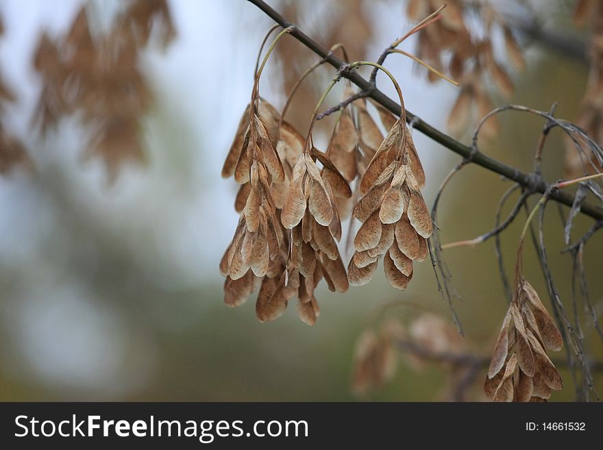 Dry Maple Seeds