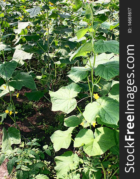 Cucumbers growing on a vegetable garden