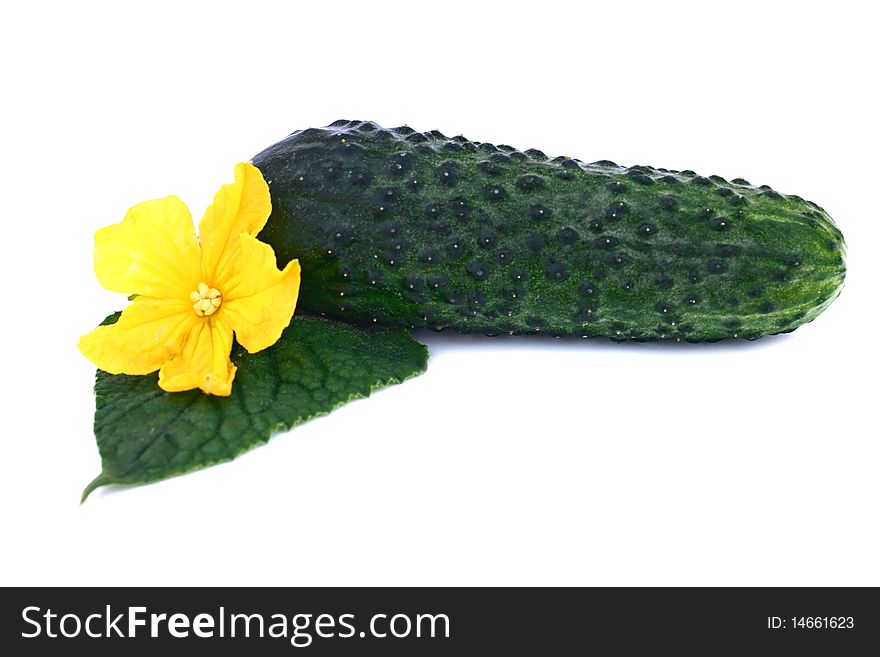 Cucumber whith a foliage and flower isolated on white background