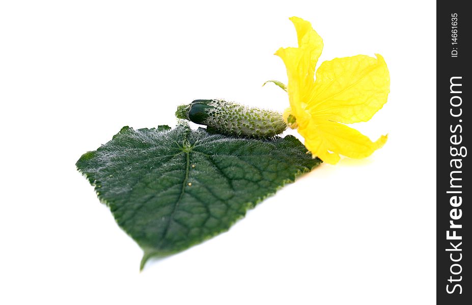 Little Cucumber With  Foliageand Flower