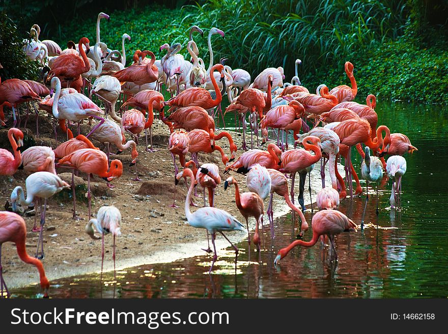 A flock of flamingos on the lake