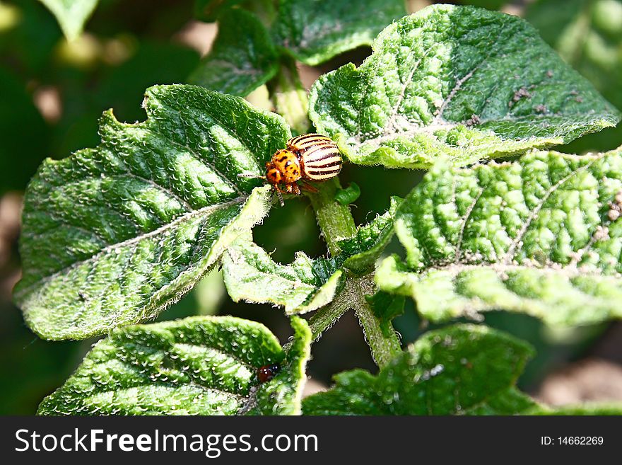 Colorado Beetles On The Foliage Of Potato