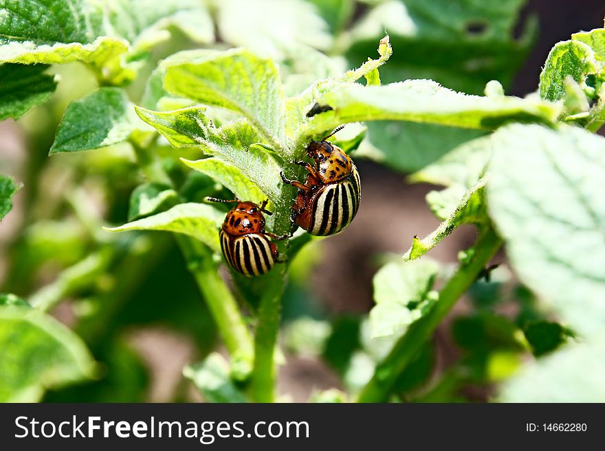 Colorado  Beetles On The Foliage Of Potato