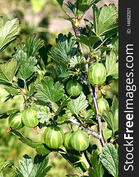 Gooseberry growing on a bush