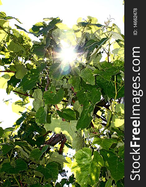 Sun lighting through the green leaves of vine