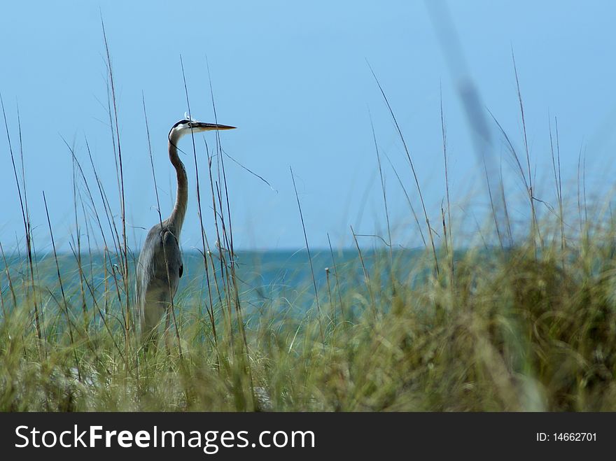 Great Blue Heron At Ocean