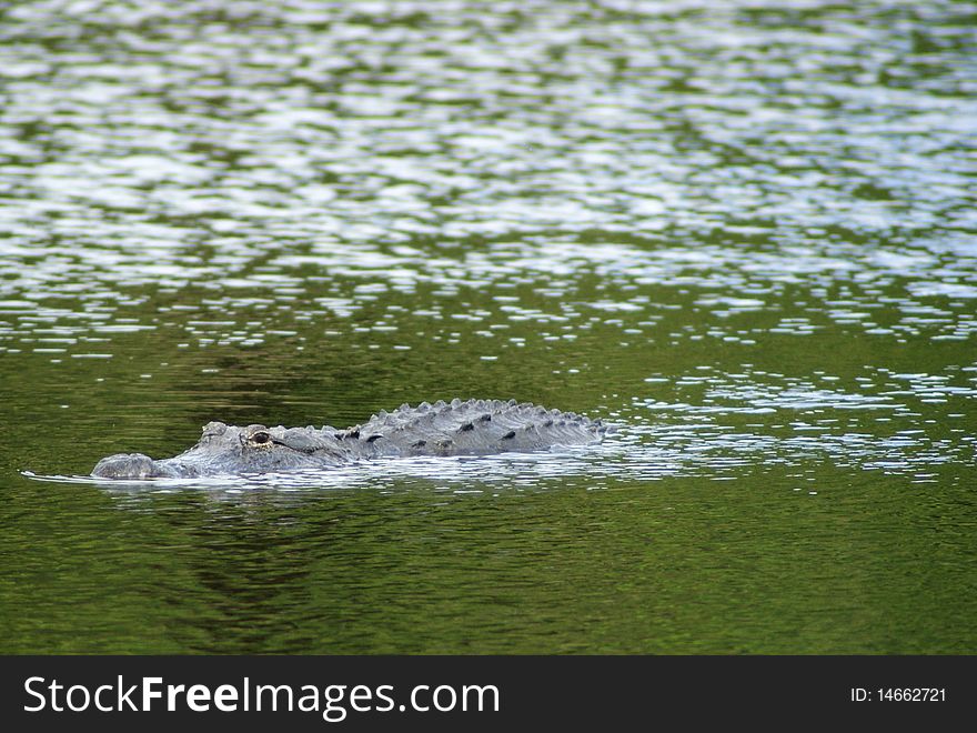 An alligator lurks in a green lake. An alligator lurks in a green lake