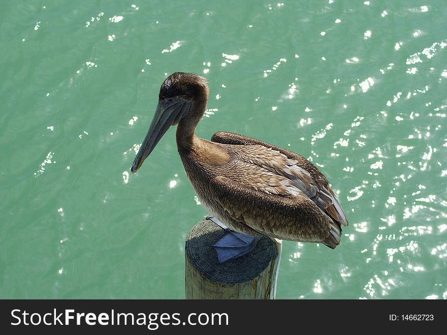 A sharp pelican perches on a pier piling above glimmering water. A sharp pelican perches on a pier piling above glimmering water