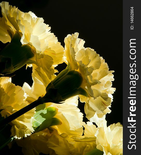 Bouquet of yellow carnations sunlit on a dark background. close-up