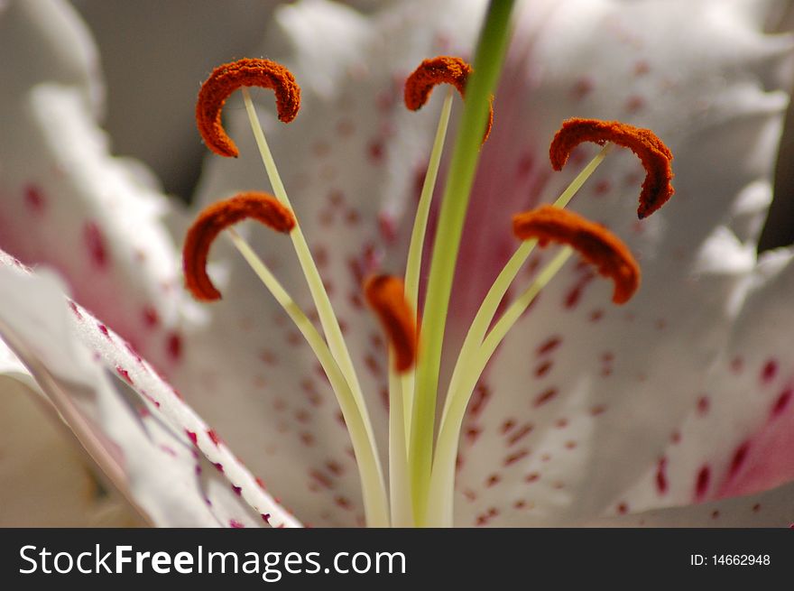 Close up picture of the inside of an orchid