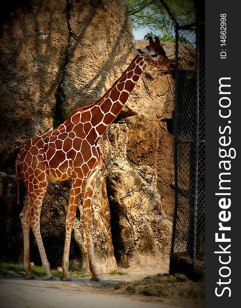 Giraffe standing next to a fence with rocks in the background very colorful