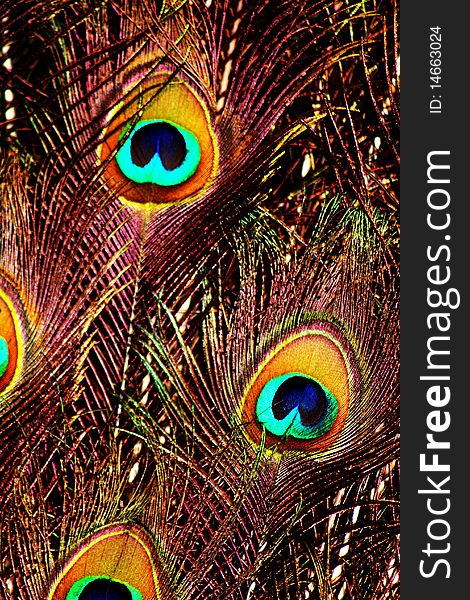 A close up picture of Peacock feathers with high contrast