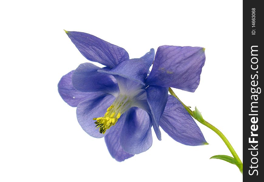 Purple flower on the isolate white background