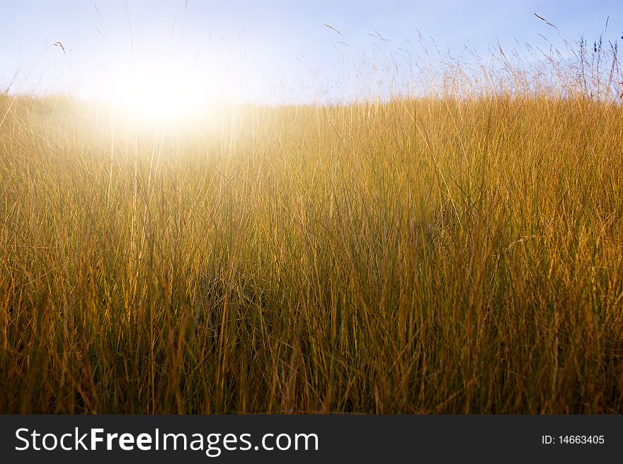 Green meadow under summer sun