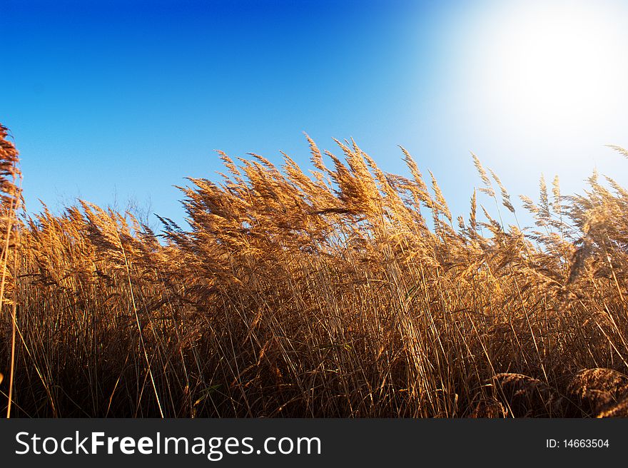 Gold meadow in summer sun rays