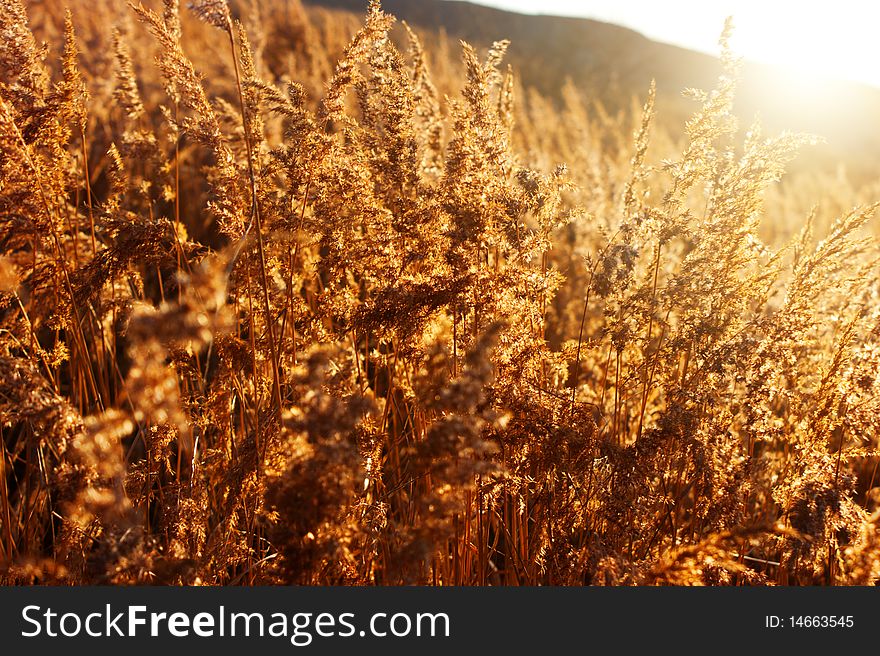 Gold meadow in summer sun rays