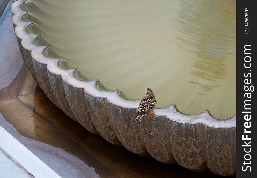 Photos of the little bird sitting on the edge of the fountain. Photos of the little bird sitting on the edge of the fountain.